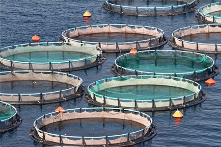 水产养殖技术服务|北京水产养殖技术服务公司转让项目 61%股权转让21BJ-1134