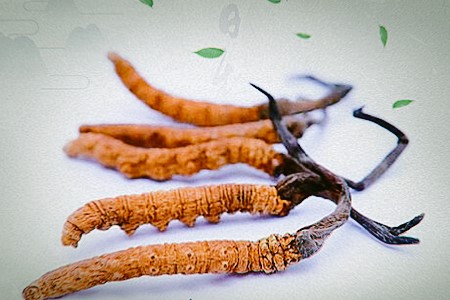 中医药零售|贵州中医药零售公司转让项目 40%股权转让11A077-0445